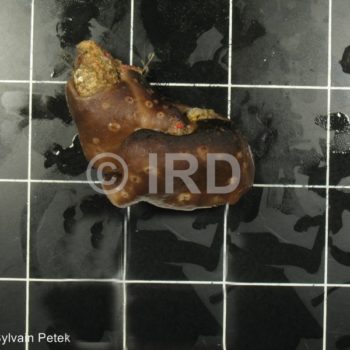 Chondrilla sp - (4361) - Société - Tahiti