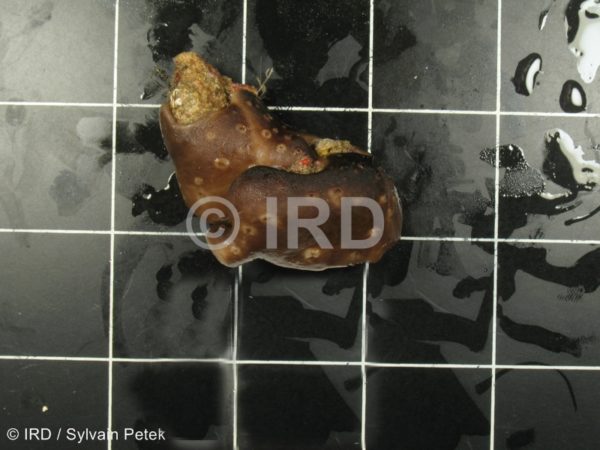 Chondrilla sp - (4361) - Société - Tahiti