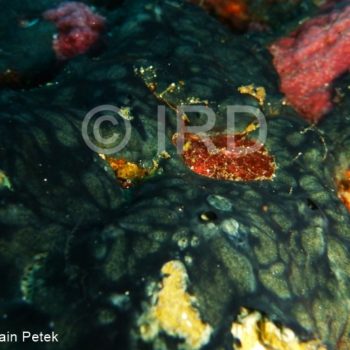 Chondropsis sp - (4861) - Marquises - Tahuata