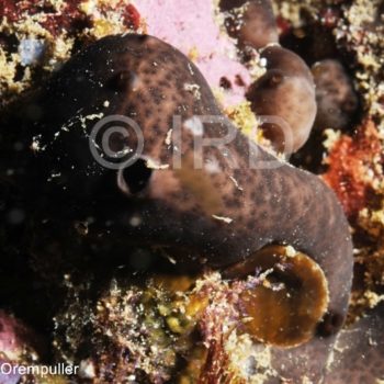 Chondrosia corticata - (2122) - Marquises - Nuku Hiva