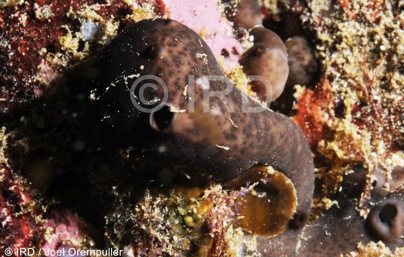 Chondrosia corticata - (2122) - Marquises - Nuku Hiva