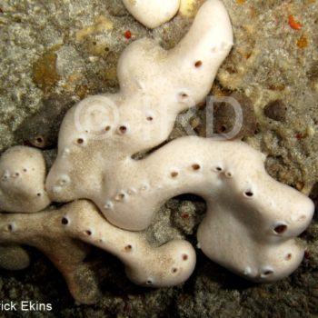 Chondrosia sp - (2212) - Societe - Tahiti