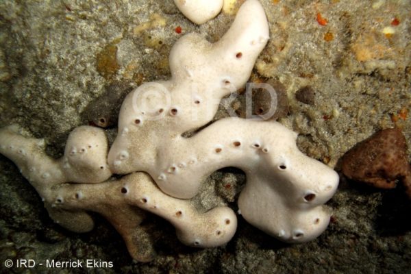 Chondrosia sp - (2212) - Societe - Tahiti