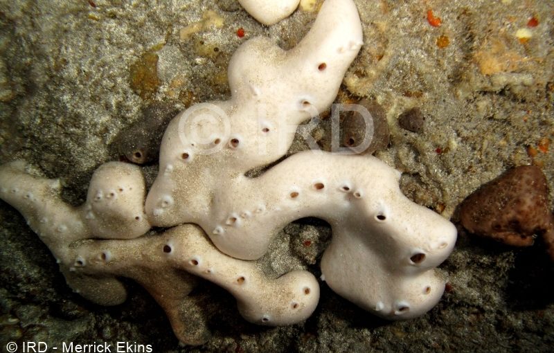 Chondrosia sp - (2212) - Societe - Tahiti