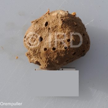 Cinachyrella sp - (2119) - Societe - Raiatea