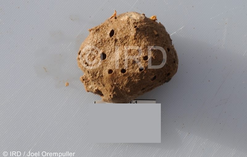 Cinachyrella sp - (2119) - Societe - Raiatea