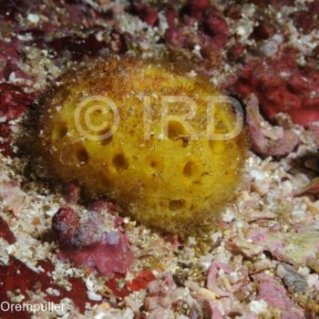 Cinachyrella sp - (4680) - Marquises - Nuku Hiva