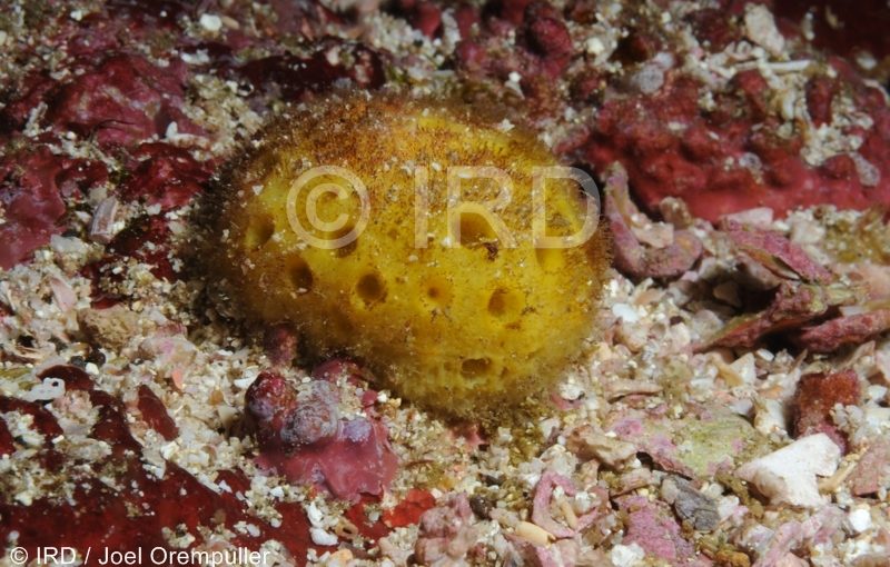 Cinachyrella sp - (4680) - Marquises - Nuku Hiva