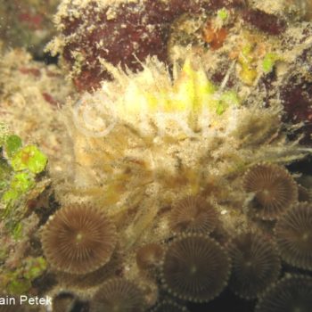 Cinachyrella sp - (4827) - Societe - Tahiti