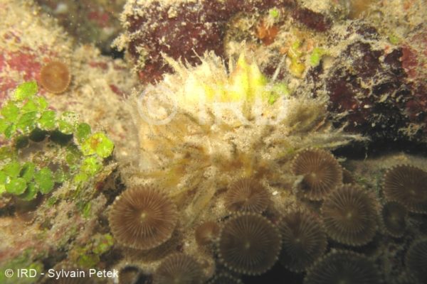 Cinachyrella sp - (4827) - Societe - Tahiti