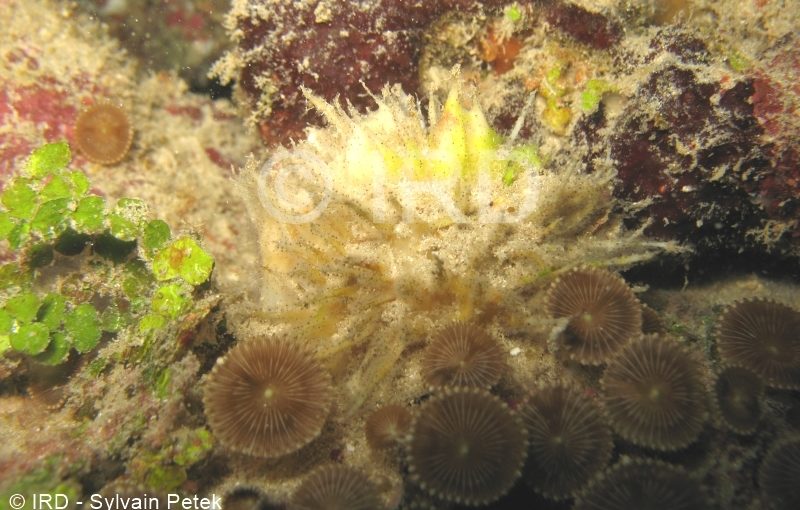 Cinachyrella sp - (4827) - Societe - Tahiti