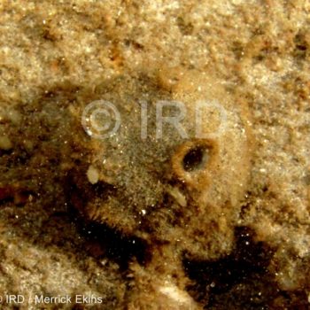 Cinachyrella sp - (4880) - Societe - Tahiti