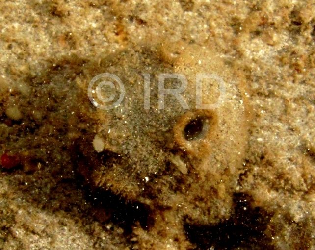 Cinachyrella sp - (4880) - Societe - Tahiti