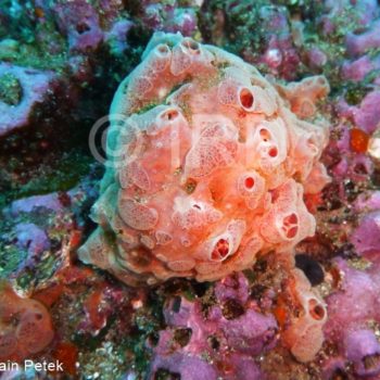 Coelosphaera (coelosphaera) sp - (4683) - Marquises - Nuku Hiva