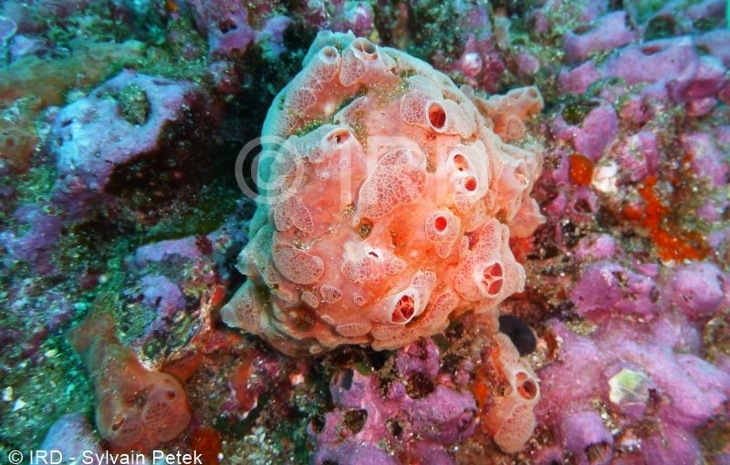Coelosphaera (coelosphaera) sp - (4683) - Marquises - Nuku Hiva
