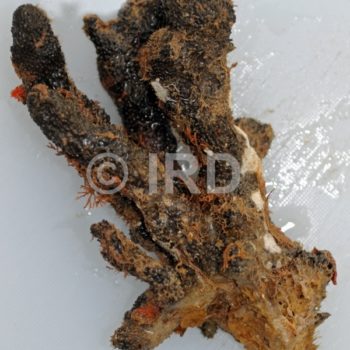Coscinoderma sp - (4176) - Societe - Raiatea