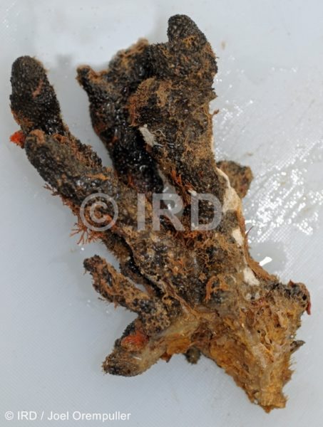 Coscinoderma sp - (4176) - Societe - Raiatea