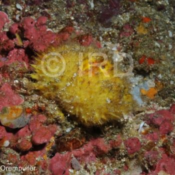 Craniella abracadabra - (3744) - Marquises - Tahuata