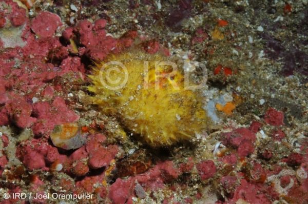 Craniella abracadabra - (3744) - Marquises - Tahuata