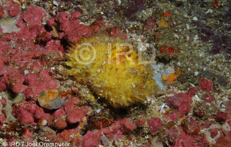 Craniella abracadabra - (3744) - Marquises - Tahuata