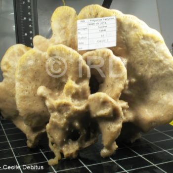 Cribrochalina sp - (4867) - Societe - Tahiti