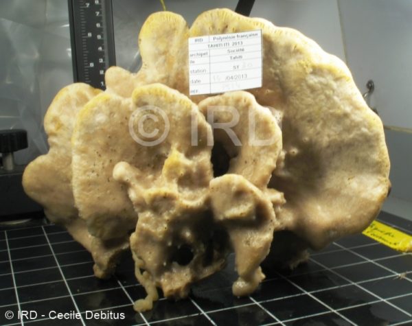 Cribrochalina sp - (4867) - Societe - Tahiti