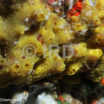 Dactylospongia elegans - Marquises - Nuku Hiva