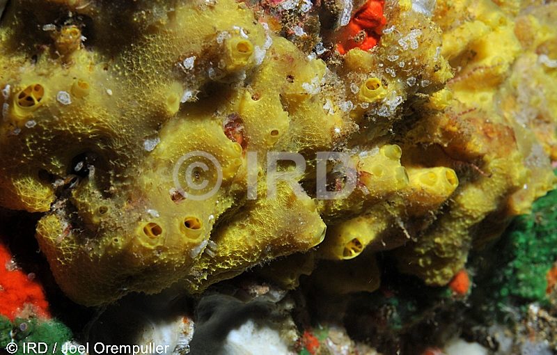 Dactylospongia elegans - Marquises - Nuku Hiva