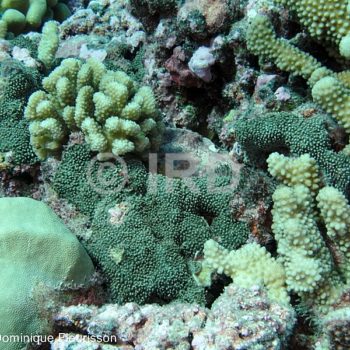 Dactylospongia elegans - Tuamotu - Fakarava