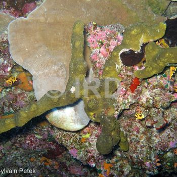 Dactylospongia metachromia - Tuamotu - Rangiroa