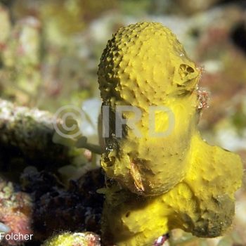 Dactylospongia metachromia - Tuamotu - Tetiaroa