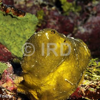 Dactylospongia metachromia - Tuamotu - Tetiaroa