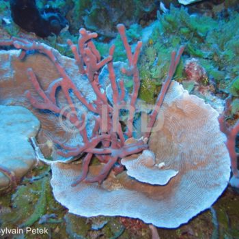 Dactylospongia sp - (4856) - Tuamotu - Fakarava