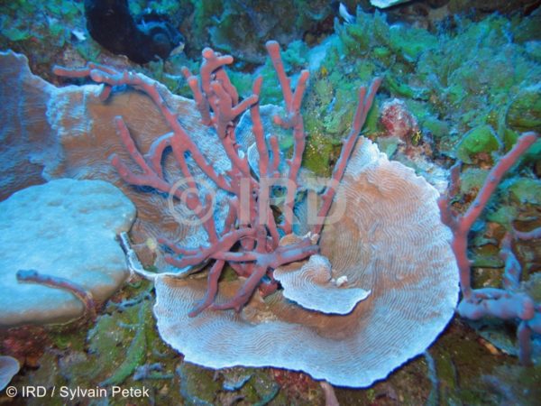 Dactylospongia sp - (4856) - Tuamotu - Fakarava