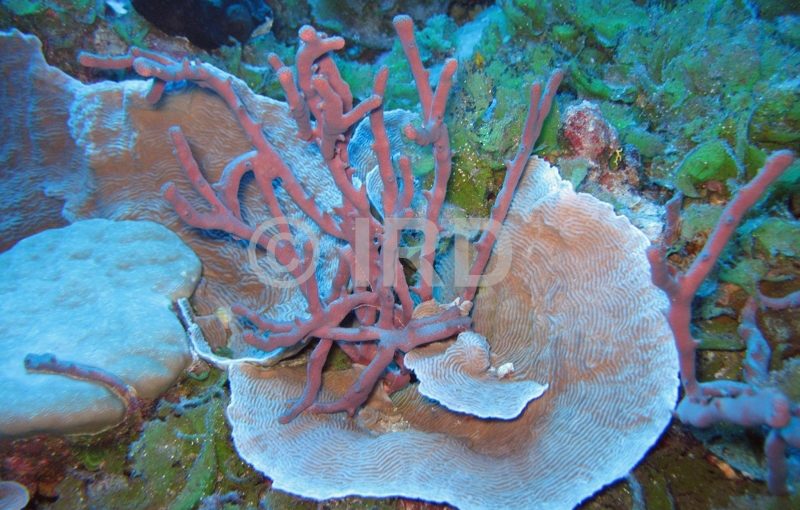 Dactylospongia sp - (4856) - Tuamotu - Fakarava