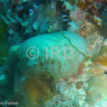 Dactylospongia sp - (4908) - Australes - Rapa