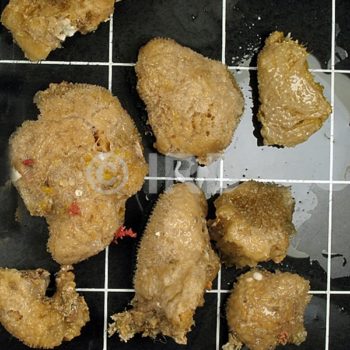 Dactylospongia sp - (4908) - Australes - Rapa