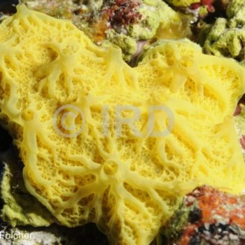 Darwinella sp - (4848) - Tuamotu - Anuanuraro