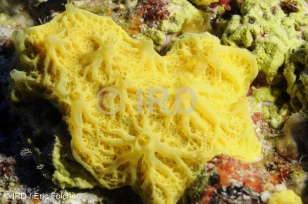 Darwinella sp - (4848) - Tuamotu - Anuanuraro