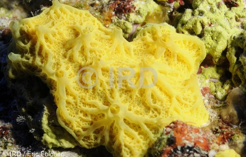 Darwinella sp - (4848) - Tuamotu - Anuanuraro