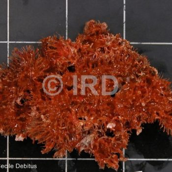 Dendrilla sp - (4907) - Tuamotu - Rangiroa