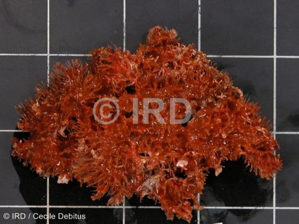 Dendrilla sp - (4907) - Tuamotu - Rangiroa