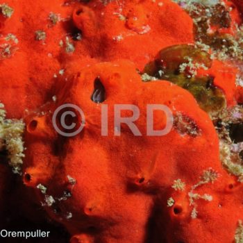 Diplastrella sp - (1362) - Marquises - Ua Pou