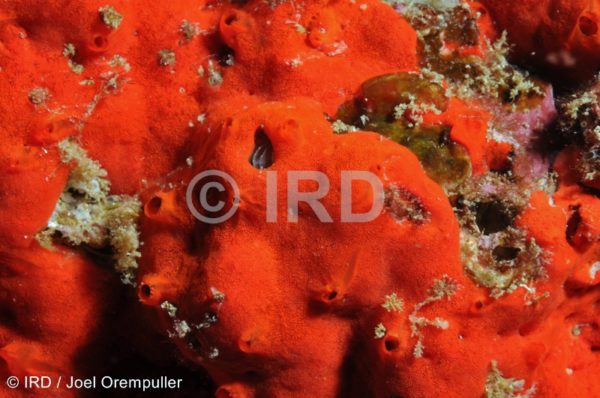 Diplastrella sp - (1362) - Marquises - Ua Pou
