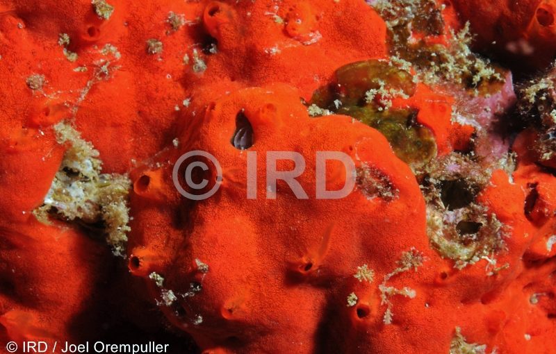 Diplastrella sp - (1362) - Marquises - Ua Pou