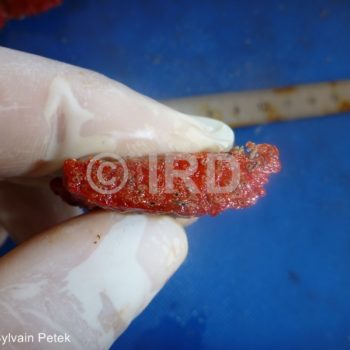 Diplastrella sp - (4333) - Marquises - Ua Pou