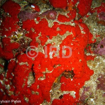 Diplastrella sp - (4333) - Marquises - Ua Pou