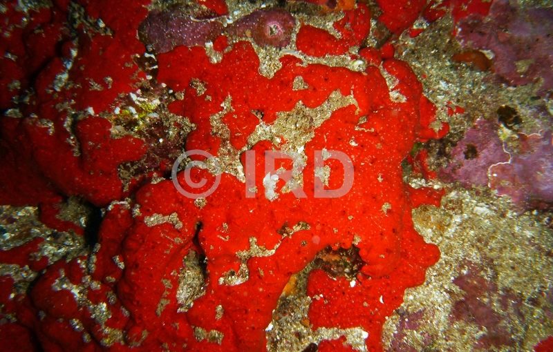 Diplastrella sp - (4333) - Marquises - Ua Pou