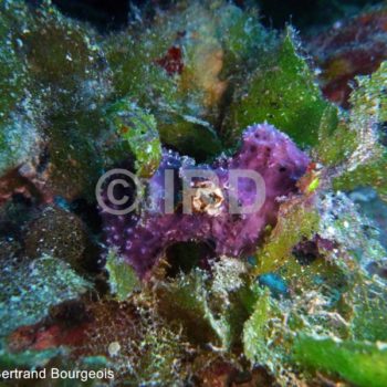 Dysidea arenaria - (940) - Societe - Bora Bora