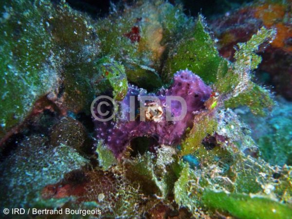 Dysidea arenaria - (940) - Societe - Bora Bora